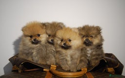 Pomeranian dogs for sale: UK's Best Toy Pomeranian Puppies  - Image 3