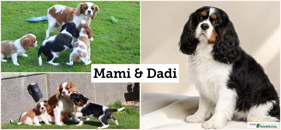 Cavalier King Charles Spaniel dogs Beautiful Cavalier King Charles Spaniel puppies - Advert 2