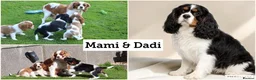 Cavalier King Charles Spaniel dogs for sale: Beautiful Cavalier King Charles Spaniel puppies - Advert 2
