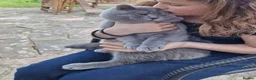 British Shorthair cats for sale: Ready! From GCCF parents with champions in line - Advert 20