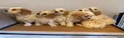 Cavachon dogs for sale: Cavachon Puppies READY NOW 🐾❤️ - Advert 22