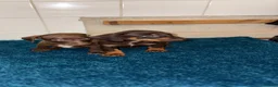 Dachshund dogs for sale: Miniature dachshund - Advert 10