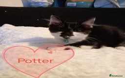 Mixed Breed cats for sale: No deposit, kittens free to good home  - Image 2
