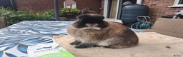 Netherland Dwarf rabbits for sale: MALE NETHERLAND DWARF 1 YEAR OLD in Bristol - Advert 9