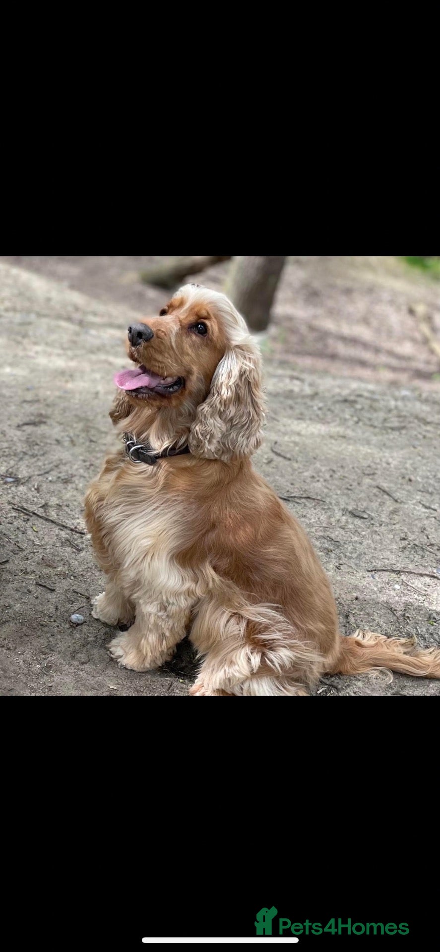 Cocker Spaniel dogs Adult female cocker dpaniel - Advert 1