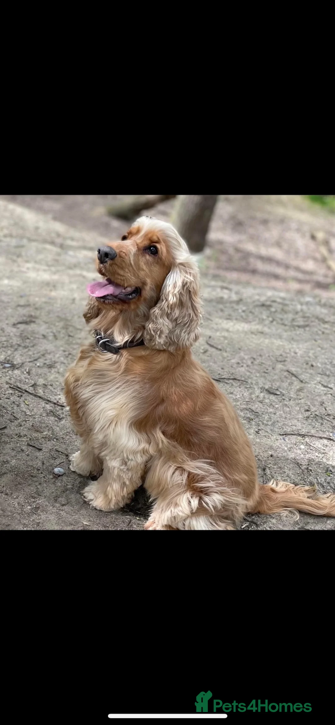 Cocker Spaniel dogs for sale: Adult female cocker dpaniel - Advert 1