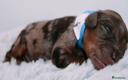 Cavapoo dogs for sale: Extensively Health tested Rare F1 Cavapoos - Image 16