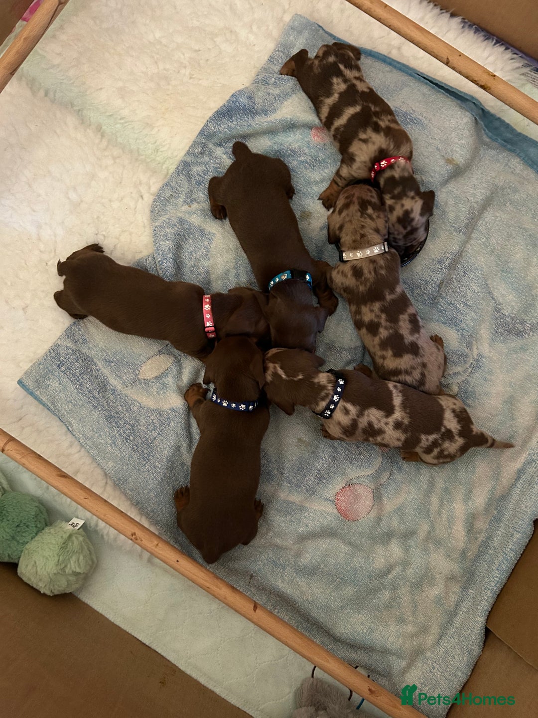 Miniature Dachshund dogs for sale: Isabella Dapple & chocolate & tan-dachshunds,  - Advert 10