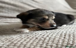 Mixed Breed dogs for sale: Sprollie x husky puppies  - Image 11