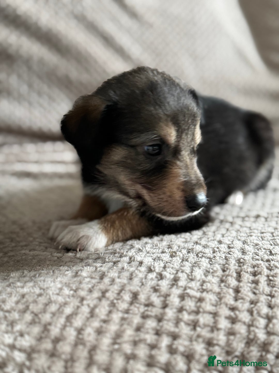 Mixed Breed dogs for sale: Sprollie x husky puppies  - Image 11