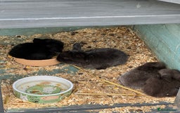 Mini Lop rabbits for sale: Mini Lop Baby Rabbits  - Image 4