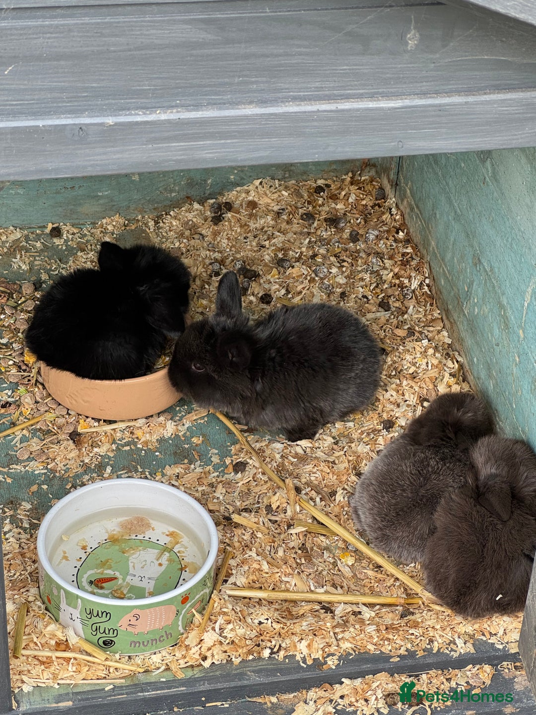 Mini Lop rabbits for sale: Mini Lop Baby Rabbits  - Image 4