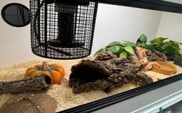 Snake reptiles for sale: Albino Hognose Snake - Image 2