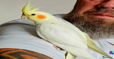 Cockatiels birds - Advert 14