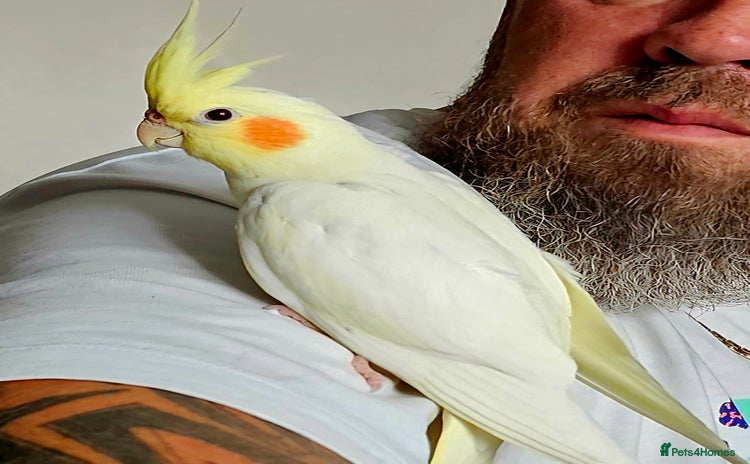 Cockatiels birds - Advert 1