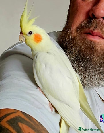 Cockatiels birds - Advert 3