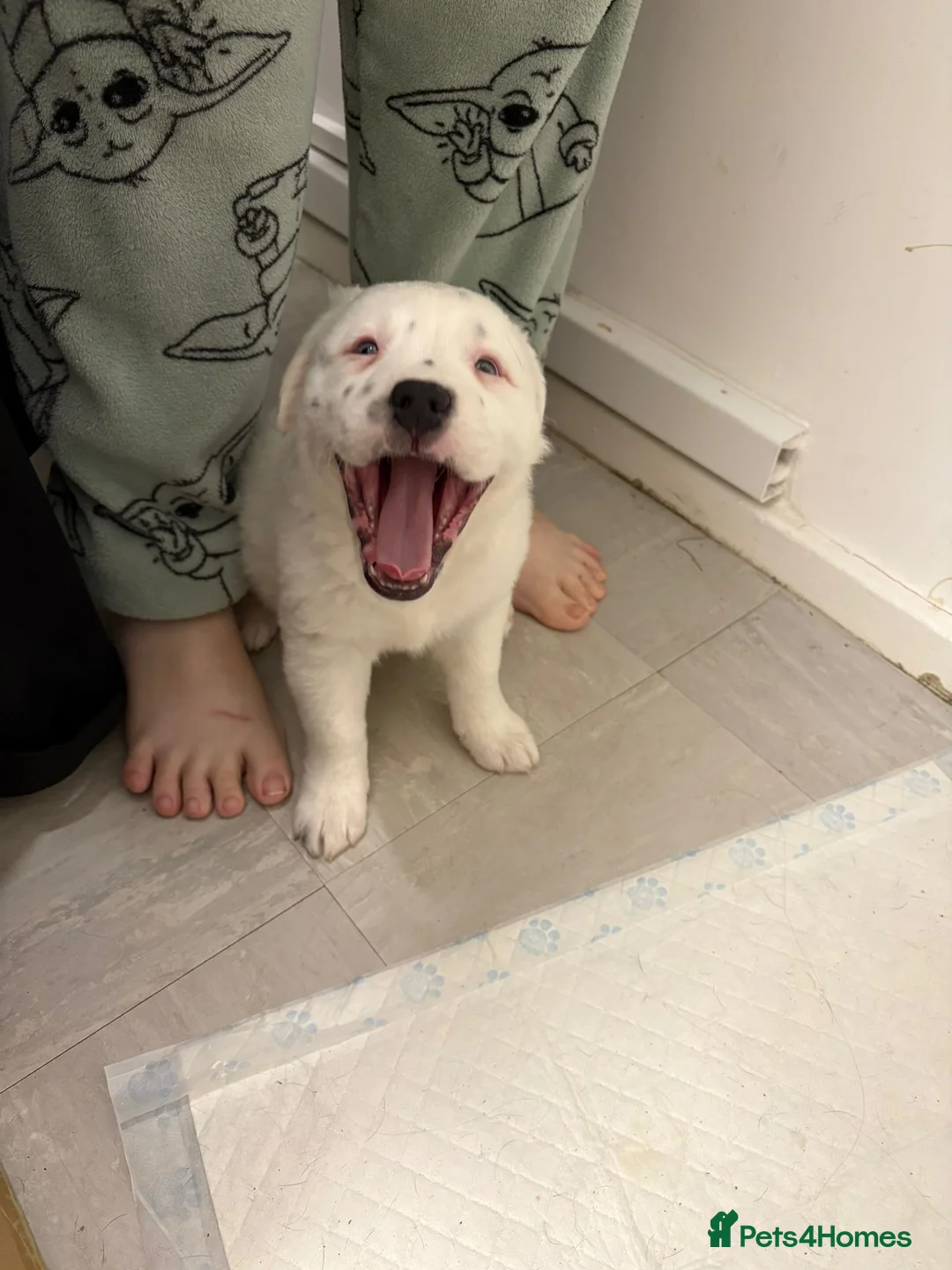 Staffordshire Bull Terrier dogs for sale: Little snowy princess  - Advert 2