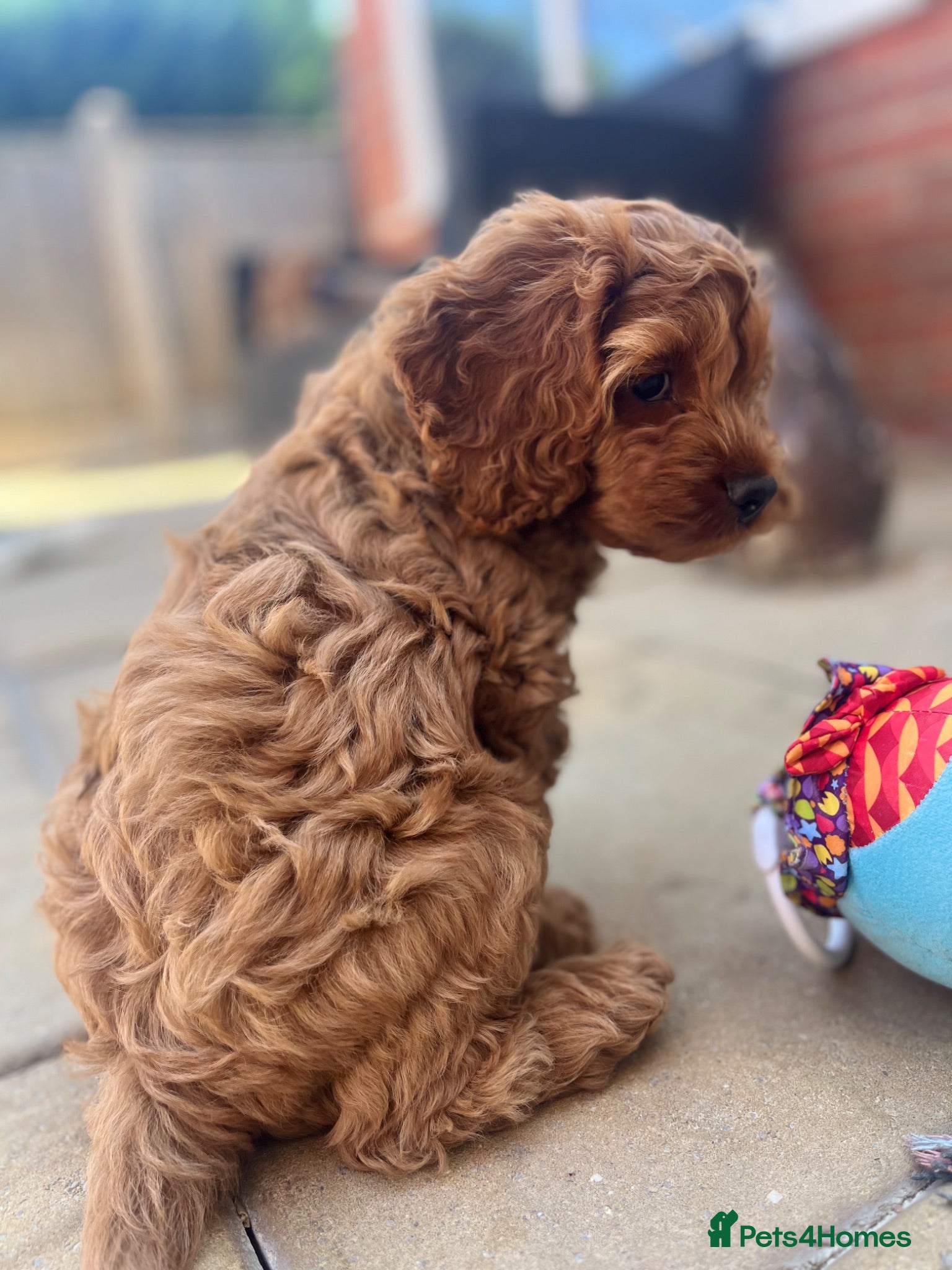 Cockapoo dogs *** HEALTH TESTED AMERICAN COCKAPOOS ** - Advert 2