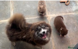 Pomsky dogs for sale: Tiny toysize lilac Pomsky male puppy for sale  - Image 6