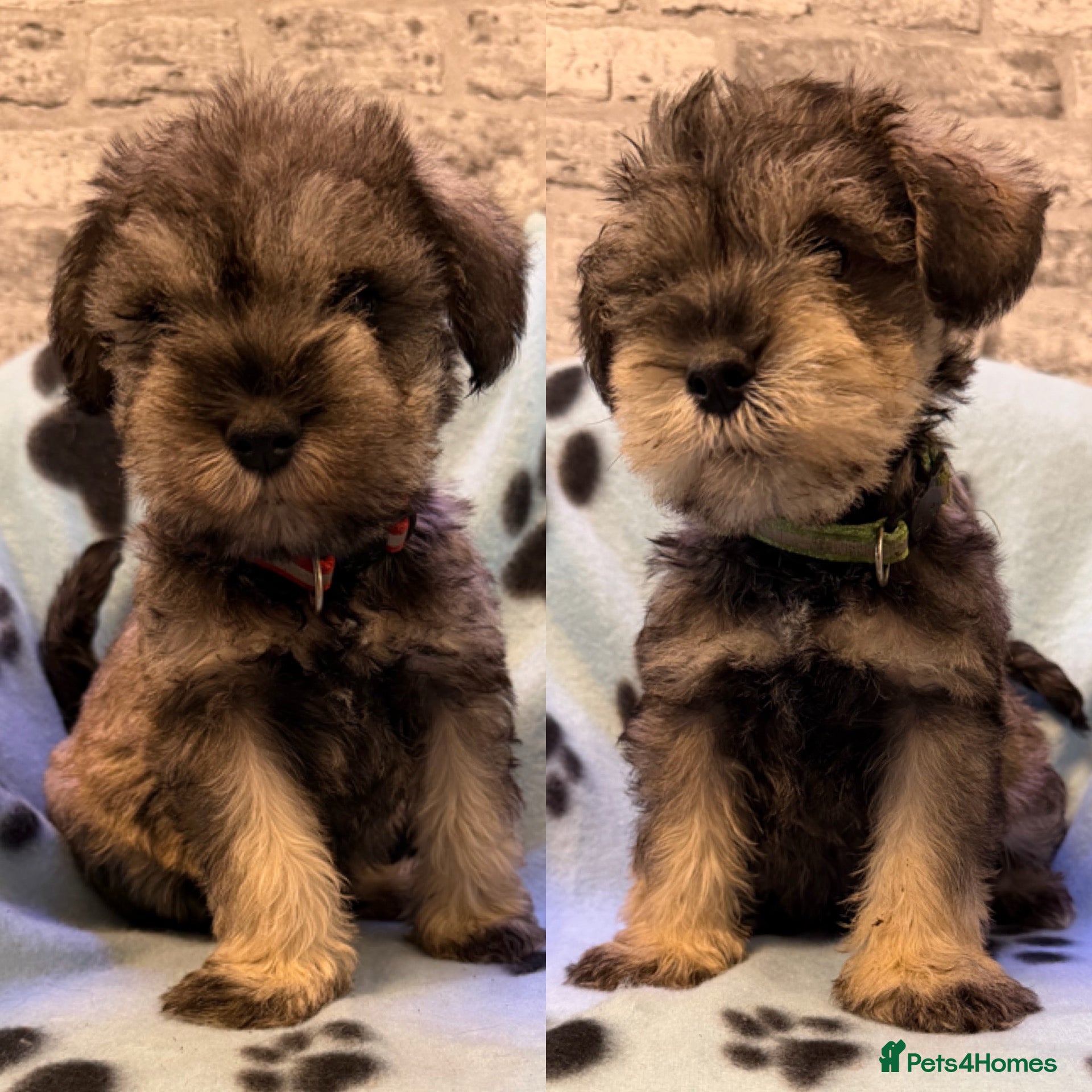Miniature Schnauzer dogs K.C miniature schnauzer  - Advert 14