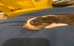 Border Collie dogs for sale: BorderCollie Pups: unique chocolate tri rough coat - Advert 14