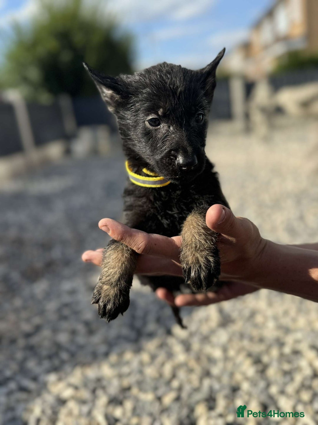 German Shepherd dogs for sale: German X Czech shepherd puppies - Image 4