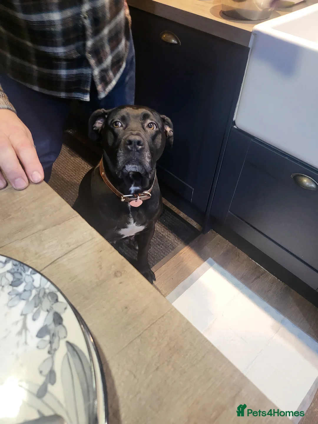 Mixed Breed dogs for sale: Cane Corso X Newfoundland/Labrador Puppies - Advert 9