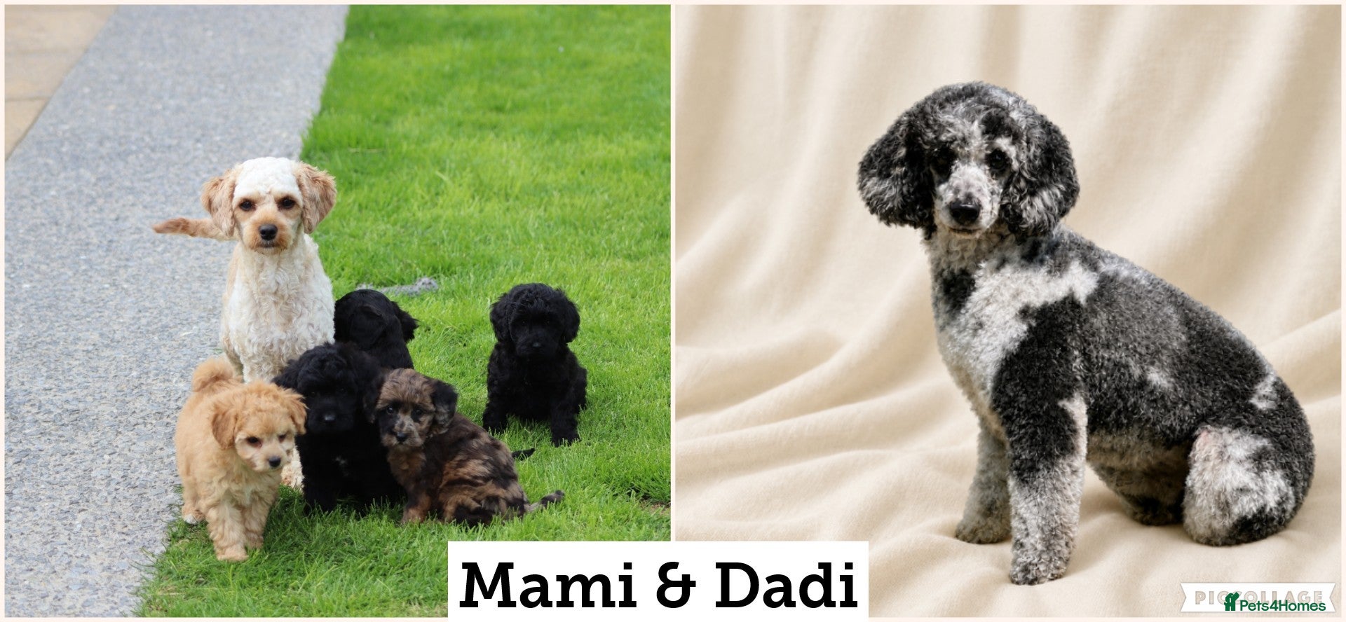 Cavapoo dogs Beautiful cavapoo puppies for sale  - Advert 2
