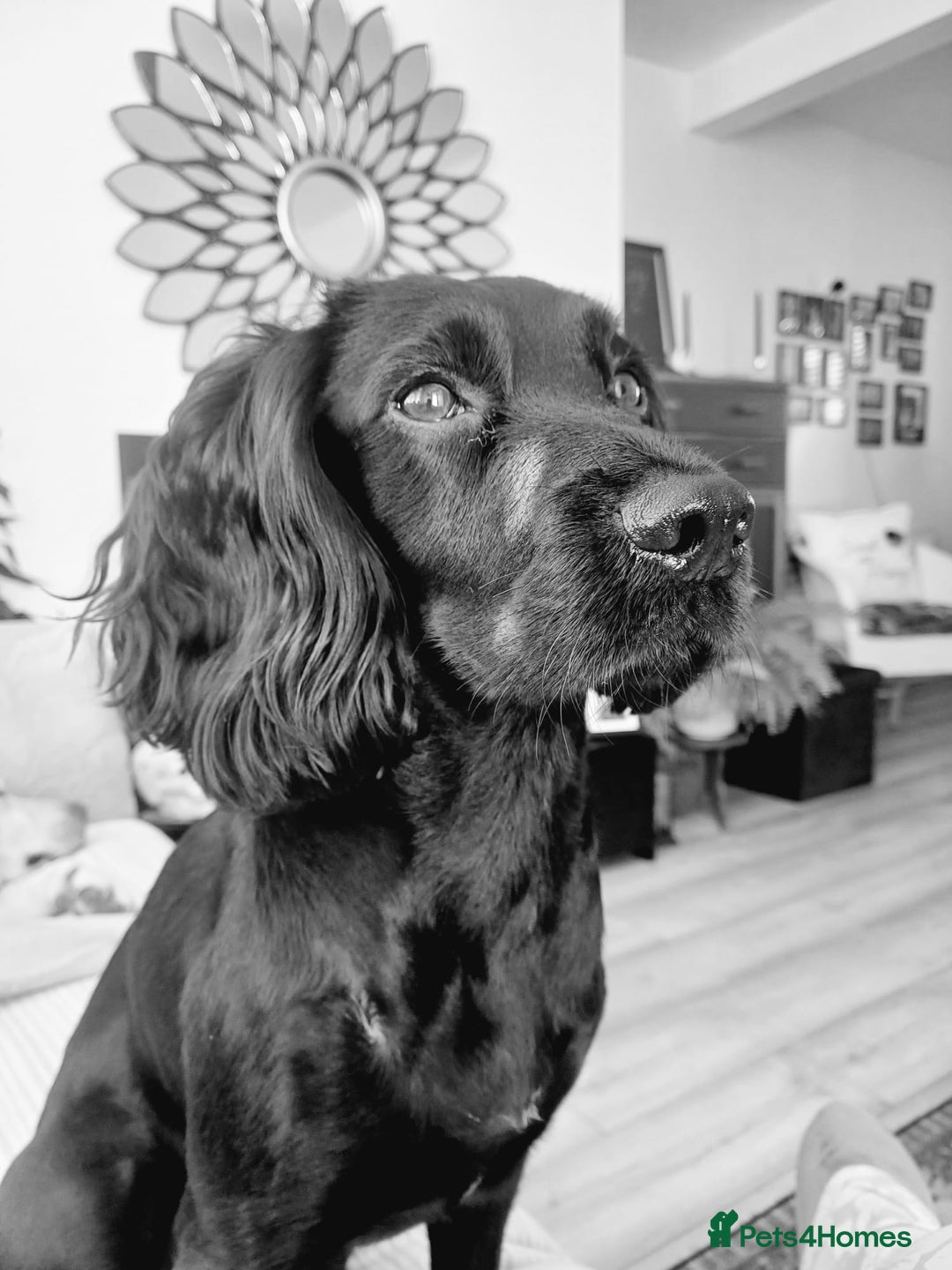Cocker Spaniel dogs for sale: Cocker spaniel Puppies Males and females - Image 10
