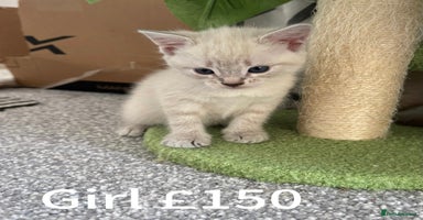Mixed Breed cats - Advert 10