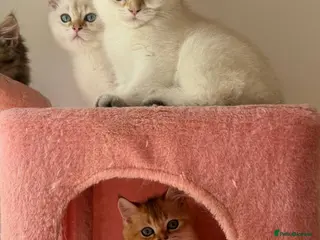 British Shorthair cats Gorgeous Golden & white British shorthair kitten - Advert 10