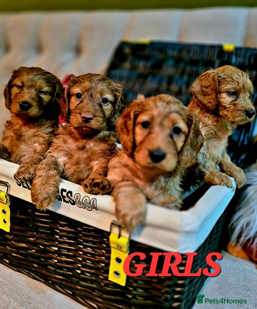 Cockapoo dogs for sale: F1 DNA hereditary clear cockapoos  - Advert 5