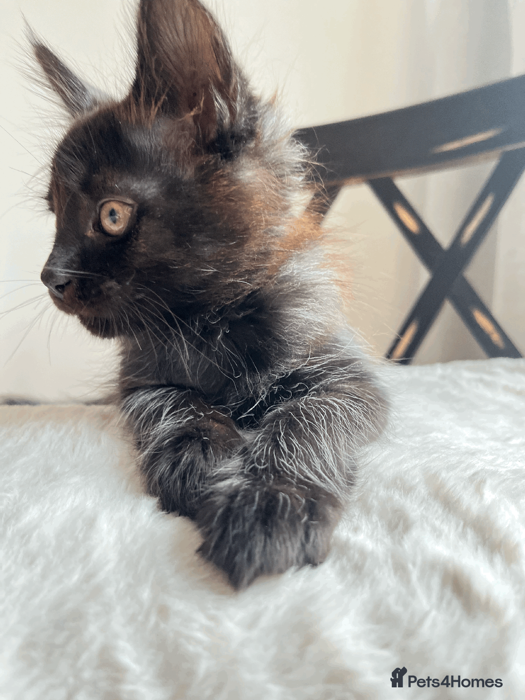 Maine Coon cats for sale: XXL CHAMPION RUSSIAN LINE.MAINE COON KITTENS - Advert 16
