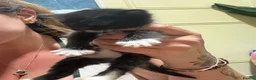 Mixed Breed cats for sale: Mixed breed beautiful kittens  - Advert 23