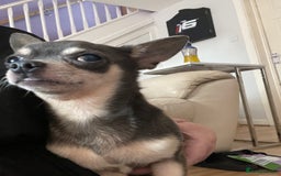 Chorkie dogs for sale: Chorkie Puppies For Sale - Image 13