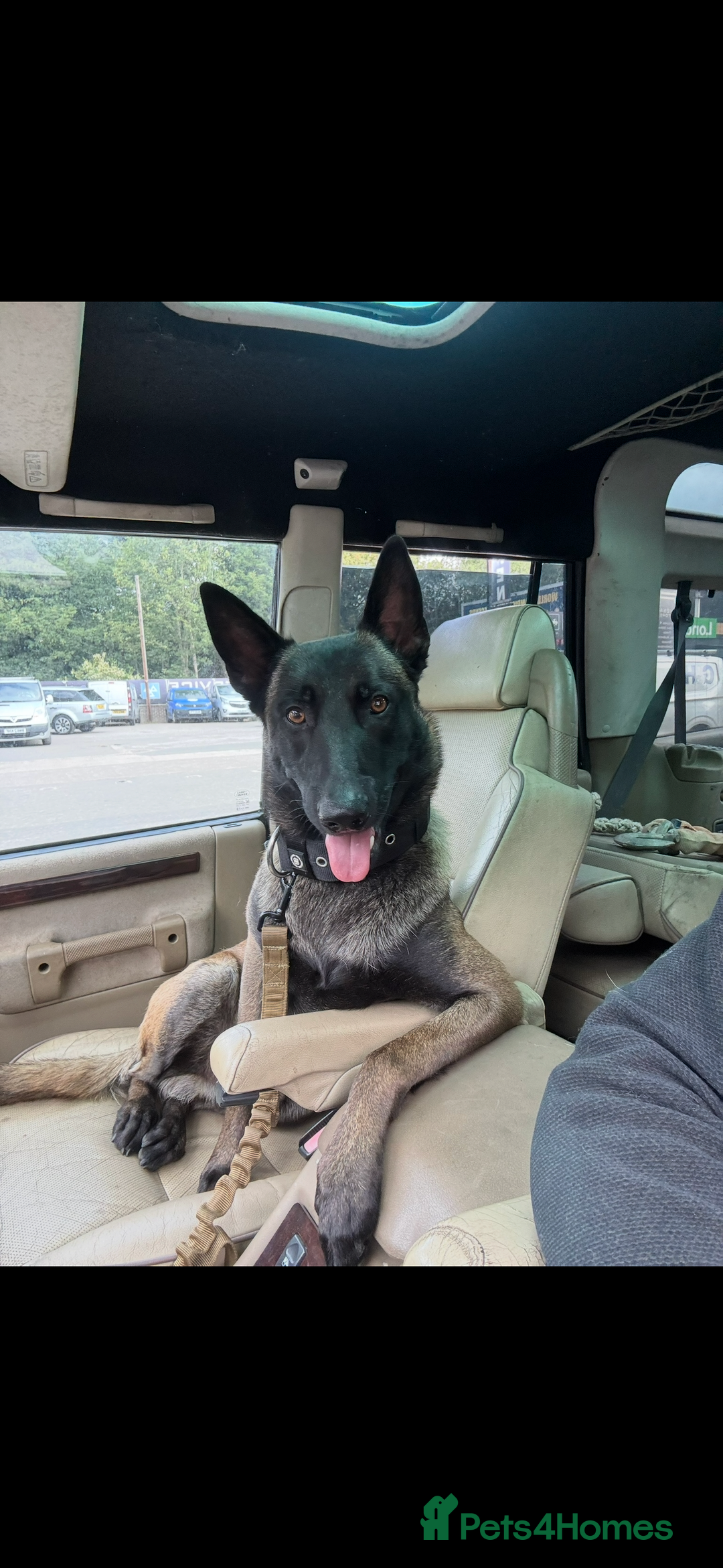 Belgian Shepherd Dog dogs for stud: Belgian Malinois Stud Male FCI - Image 8