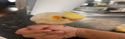 Cockatiels birds for sale: Baby tamed Cockateil  - Advert 7