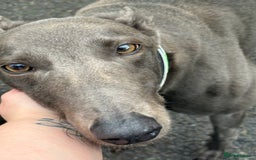 Greyhound dogs for sale: Retired Greyhounds  - Image 8