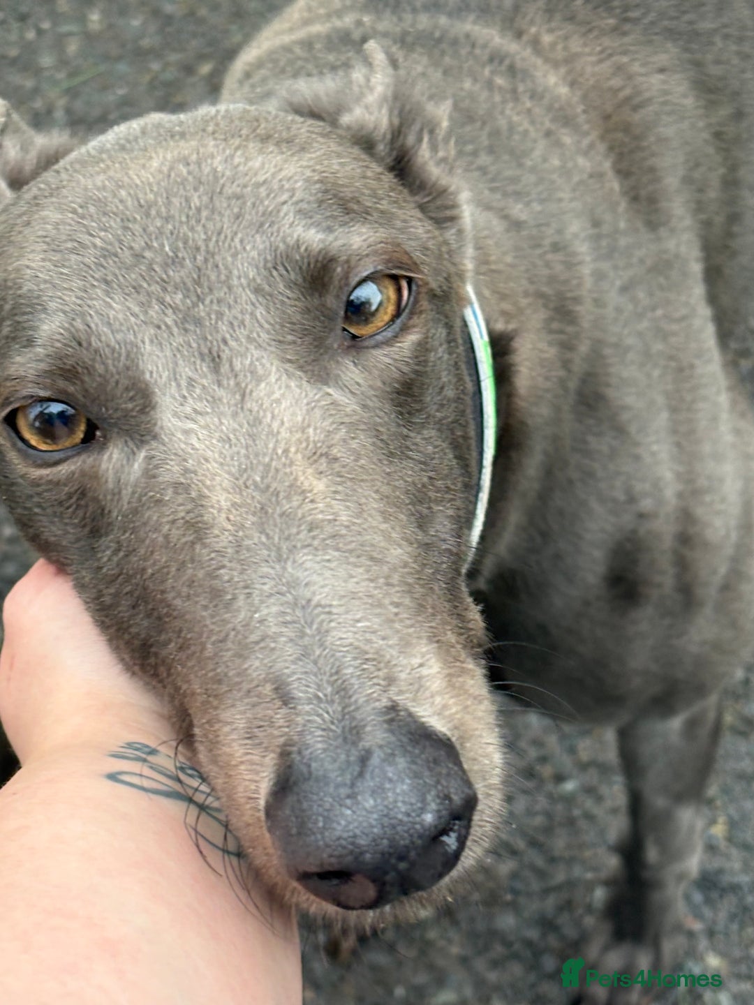 Greyhound dogs for sale: Retired Greyhounds  - Image 8