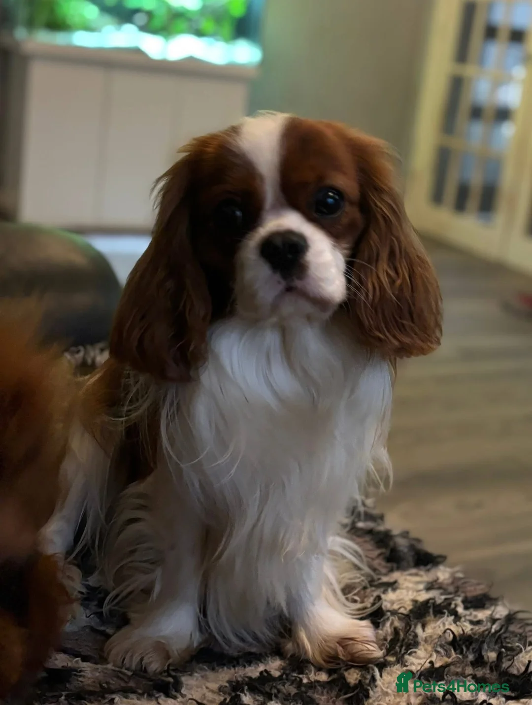 Cavalier King Charles Spaniel dogs for stud: KC Registered Health Tested Proven Stud Dog  - Advert 3