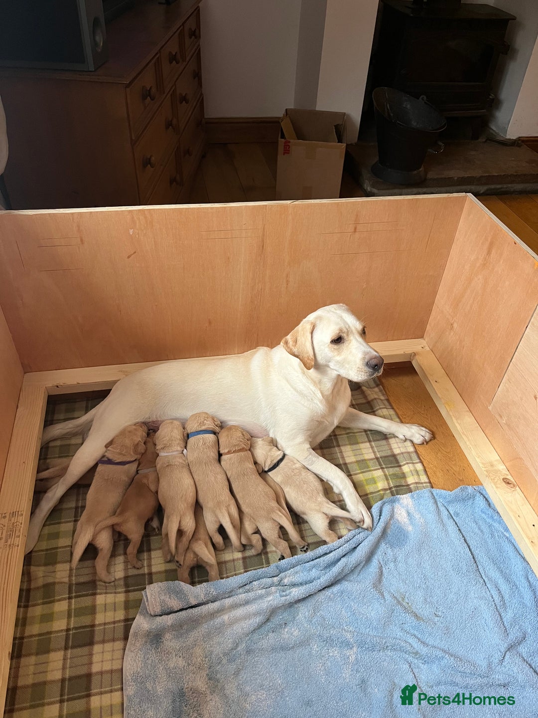 Labrador Retriever dogs for sale: Labrador puppies for sale  - Advert 5