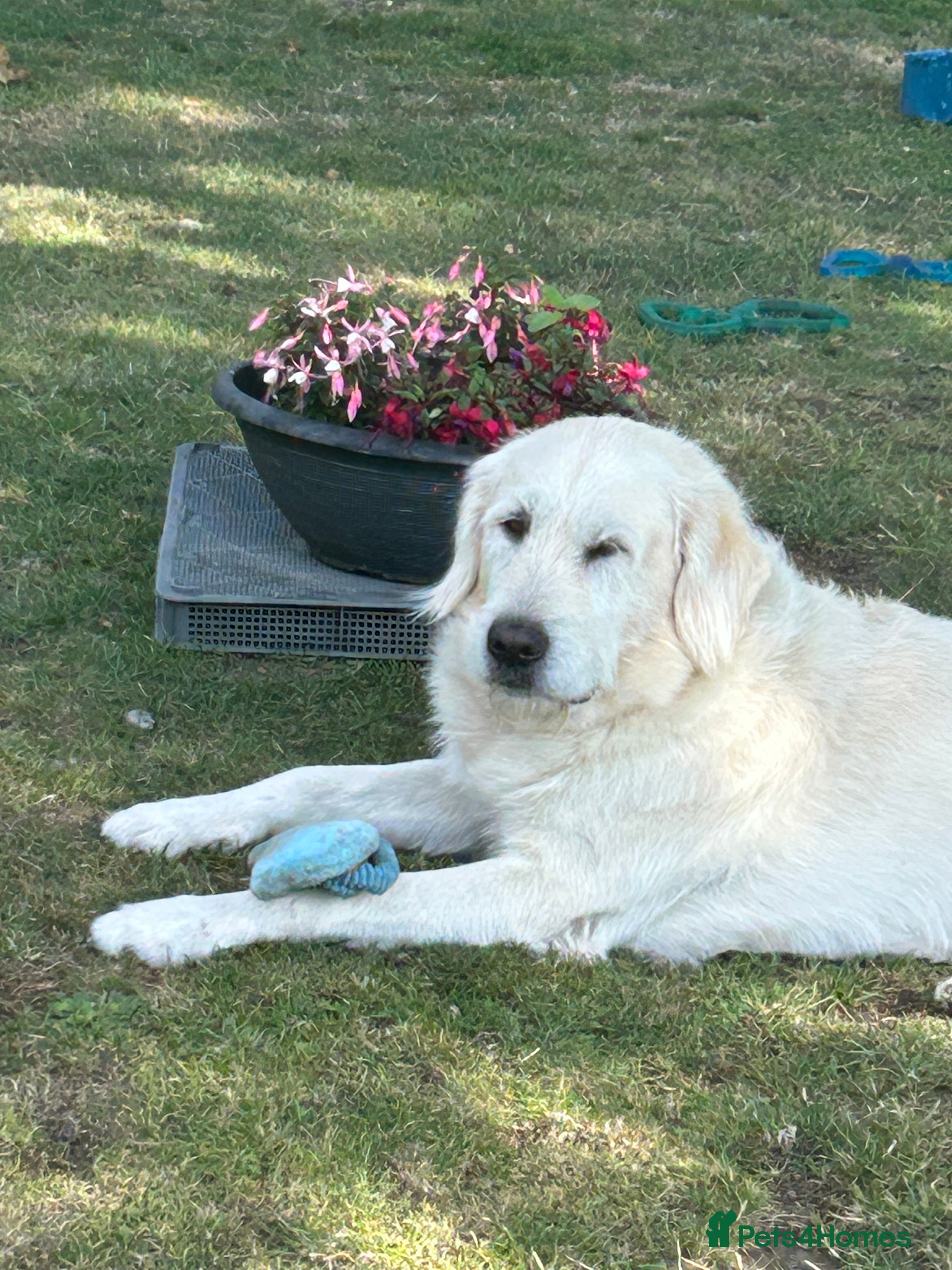 Goldendoodle dogs Honest & Kind Stud dog  - Advert 8