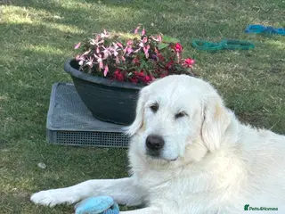 Goldendoodle dogs Honest & Kind Stud dog - Advert 8