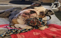 English Bulldog dogs for sale: Female Merle Pebble English Bulldog  - Image 5