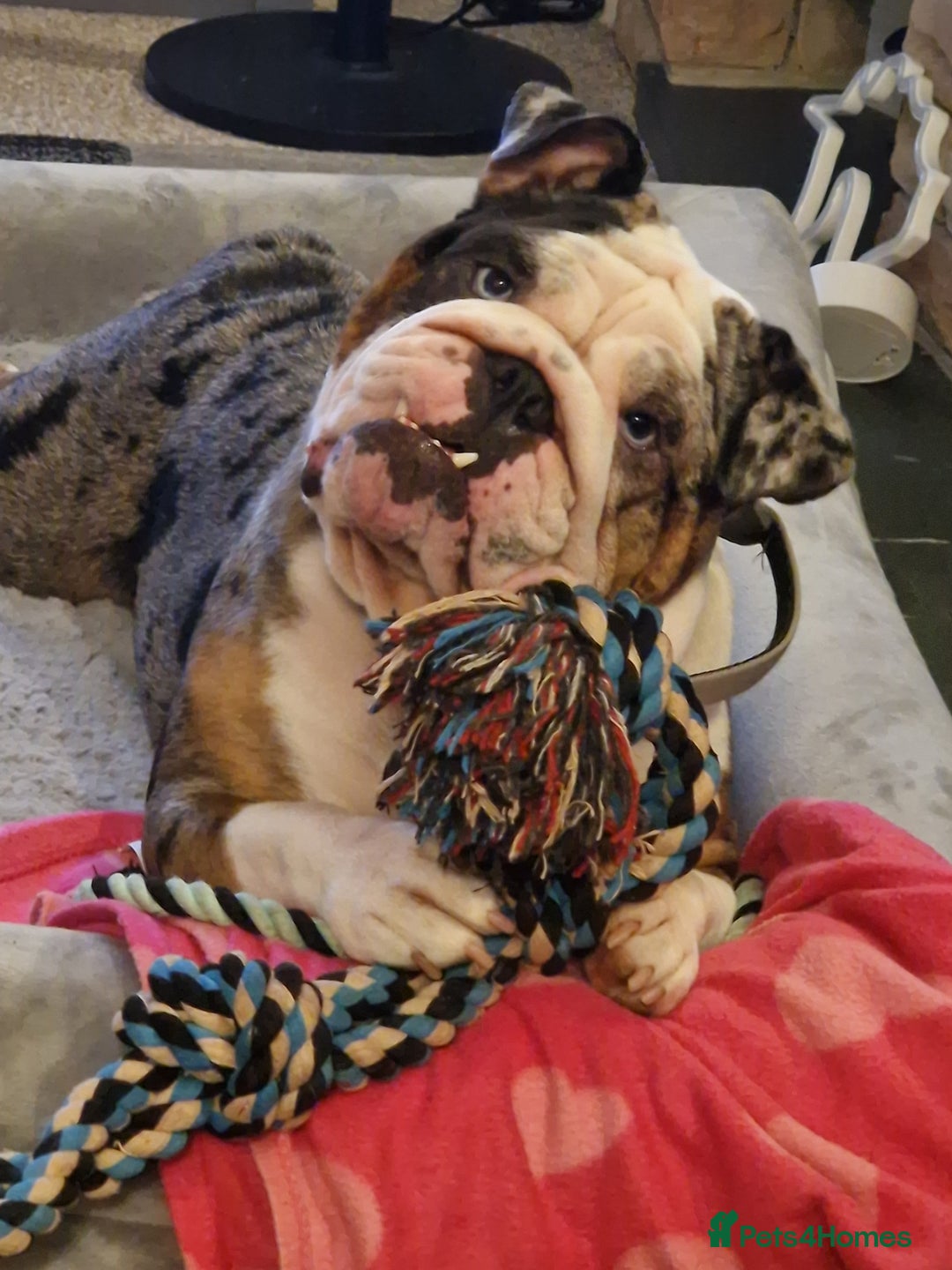 English Bulldog dogs for sale: Female Merle Pebble English Bulldog  - Image 5