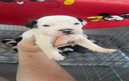 Staffordshire Bull Terrier dogs for sale: Staffordshire bull terriers  - Image 14