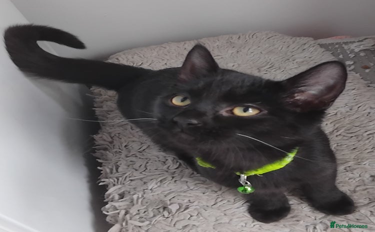 Mixed Breed cats - Advert 11