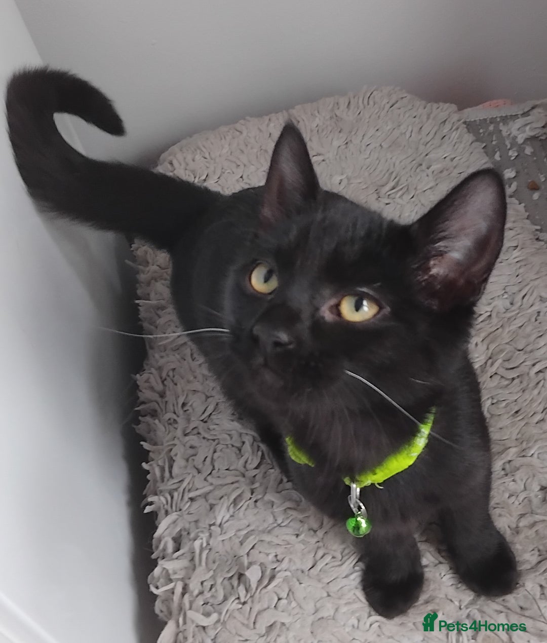 Mixed Breed cats for sale: Mircochipped male kittens  - Image 1