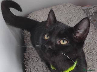 Mixed Breed cats - Advert 33