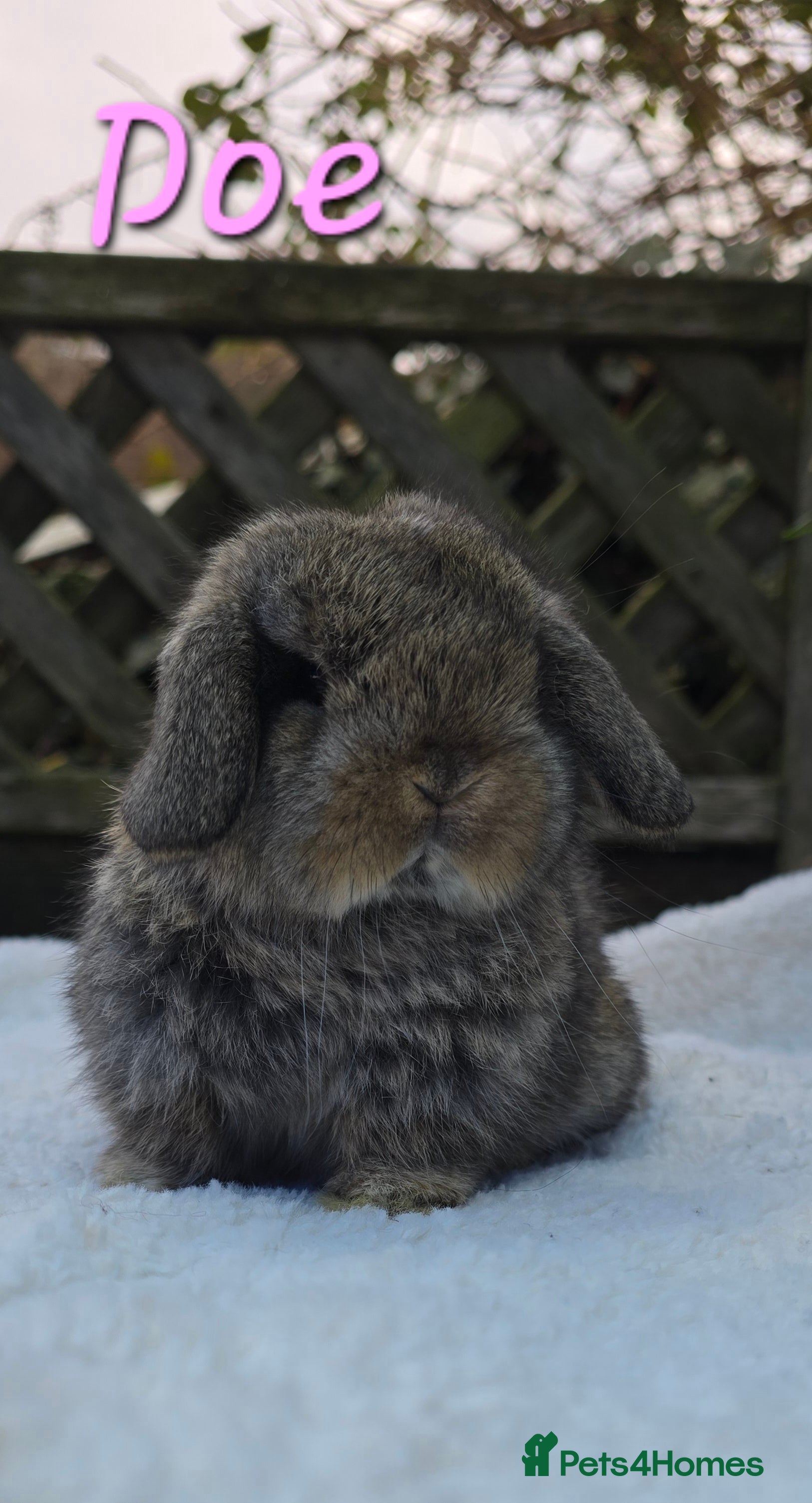 Mini Lop rabbits Beautiful mini lops girls and boys - Advert 14